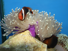 Ritteri anemone image